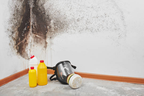 Best Bathroom Mold Remediation in Wellston, MO