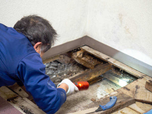 Best Residential Mold Remediation in Wellston, MO