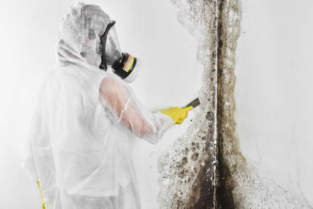 Best Emergency Mold Remediation in Wellston, MO