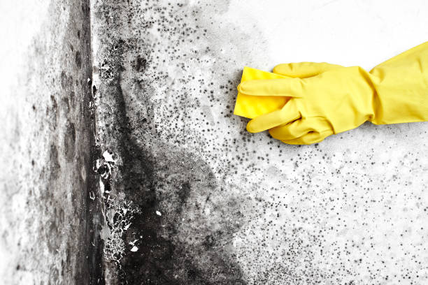 Wellston, MO Mold Remediation Company