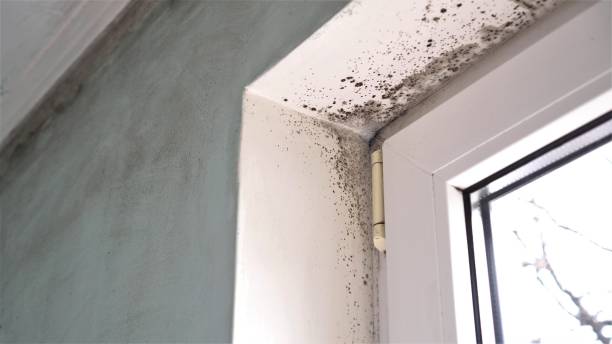 Best Attic Mold Remediation in Wellston, MO