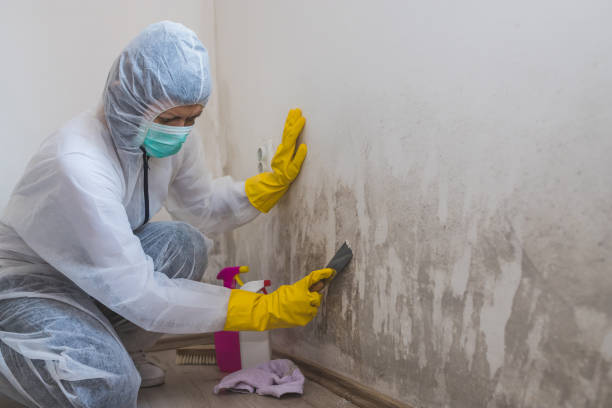 Best Residential Mold Remediation in Wellston, MO