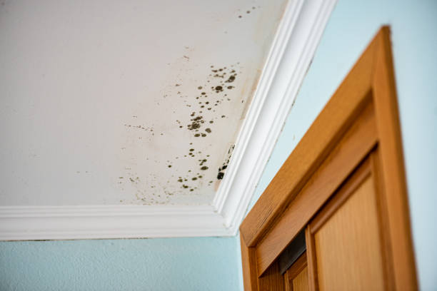 Best Basement Mold Remediation in Wellston, MO