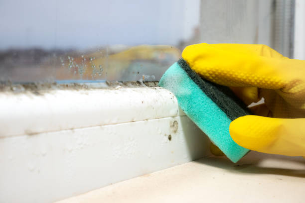 Best Industrial Mold Remediation in Wellston, MO