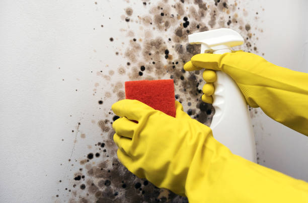 Best Attic Mold Remediation in Wellston, MO