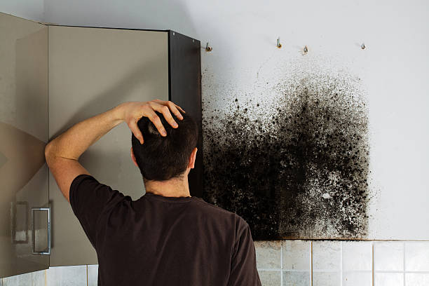 Best Insurance-Related Mold Remediation in Wellston, MO