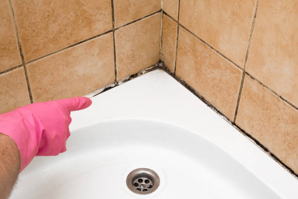 Best Localized Mold Remediation (e.g., coastal areas, humid climates) in Wellston, MO