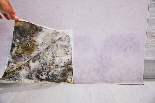 Best Insurance-Related Mold Remediation in Wellston, MO